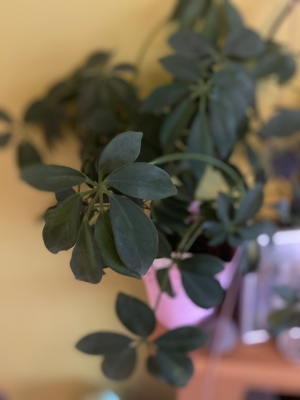 Easy summer houseplant watering