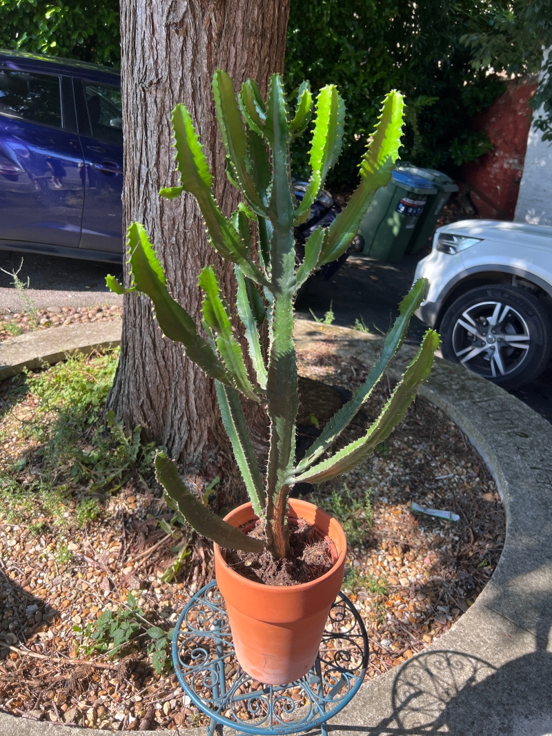 Cathedral Cacti in terracotta pot