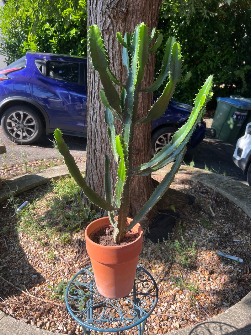 Cathedral Cacti in terracotta pot