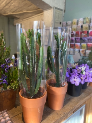 Cathedral Cacti in terracotta pot