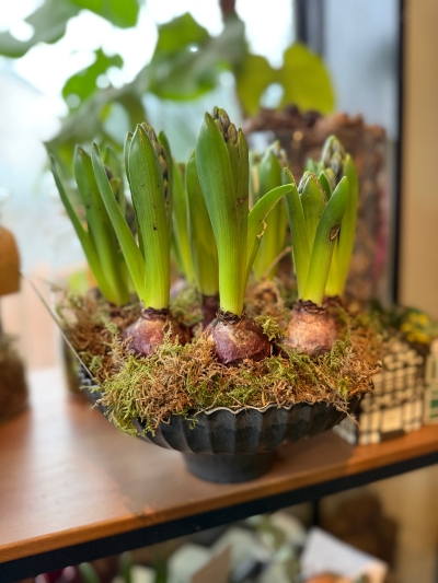 Hyacinth Planter bowl