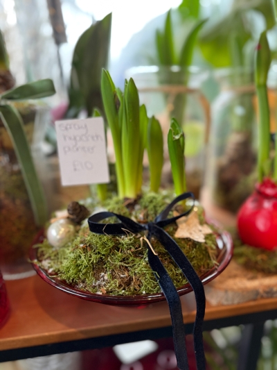 Hyacinths in red glass bowl