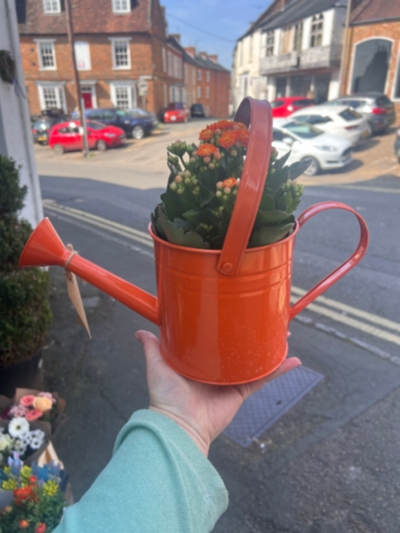 Watering can with Kalanchoe