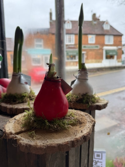 Waxed Amaryliss Platter