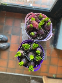 hyacith planter (in plastic pot)