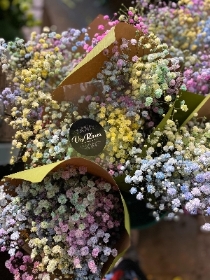 Rainbow Gypsophila Bunches