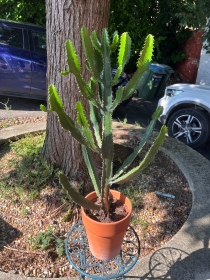 Cathedral Cacti in terracotta pot