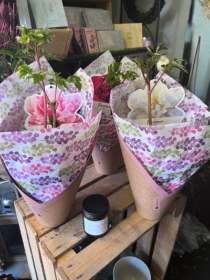 Gift Wrapped Peony