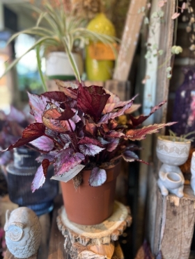 Begonia Rex