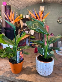 Bird of paradise plant (with artifical flower)