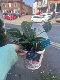 Calatha plant in a Easter pot