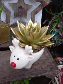 Christmas succulent in a reindeer