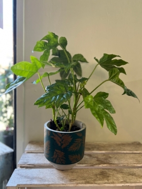 Fatsia in ceramic pot