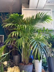 Large Dypsis Fern