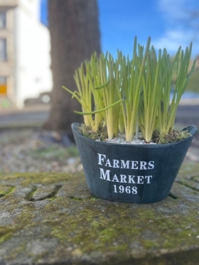muscari planter