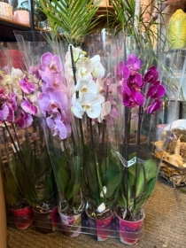 Phalanopsis Double Stemmed Orchid