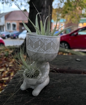 Plant dude (with two air plants)