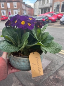 Primula Ceramic planter
