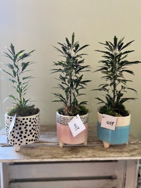 schefflera bianca in pot