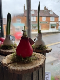 Waxed Amaryliss Platter