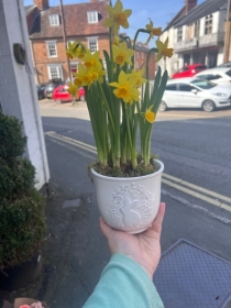 White Easter Bunnt Tete a tete pots